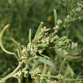 Chenopodiaceae